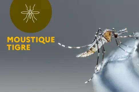 Moustique tigre