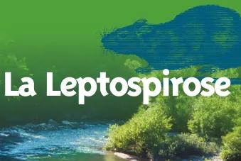 La Leptospirose