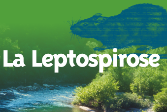 La Leptospirose