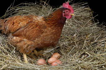 poule avec des oeufs