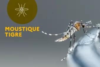 Moustique tigre