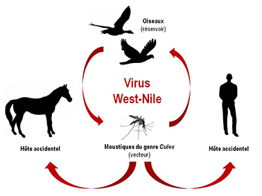 Schema west nile