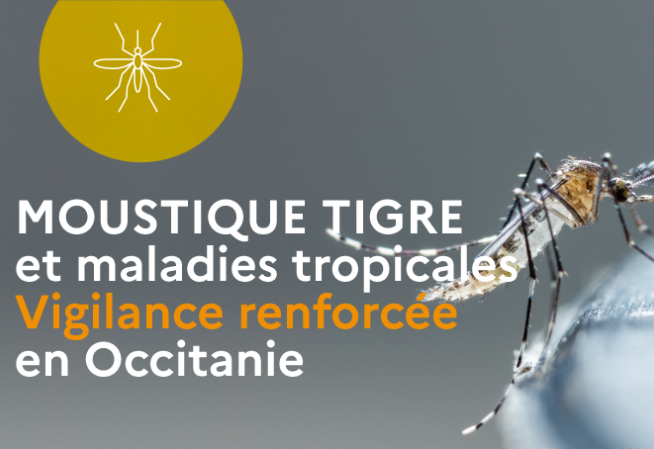Moustique tigre. Vigilance renforcée en Occitanie