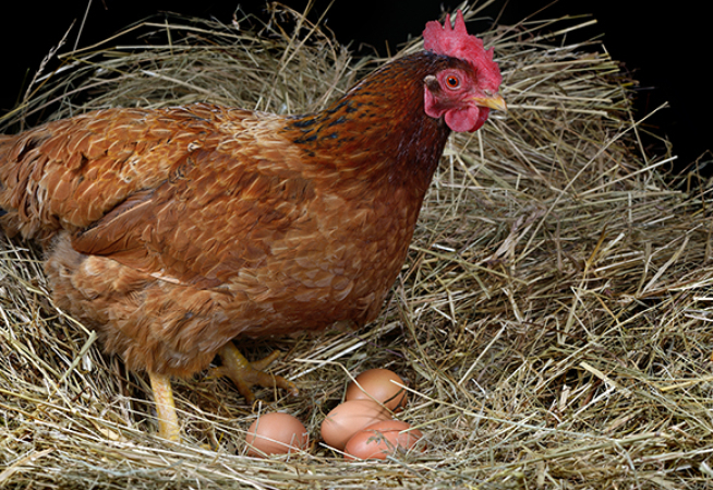 poule avec des oeufs