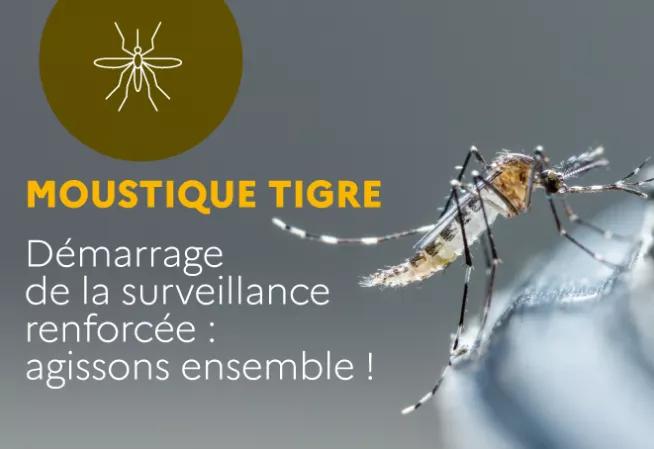 Moustique tigre Démarrage de la surveillance renforcée : agissons ensemble !
