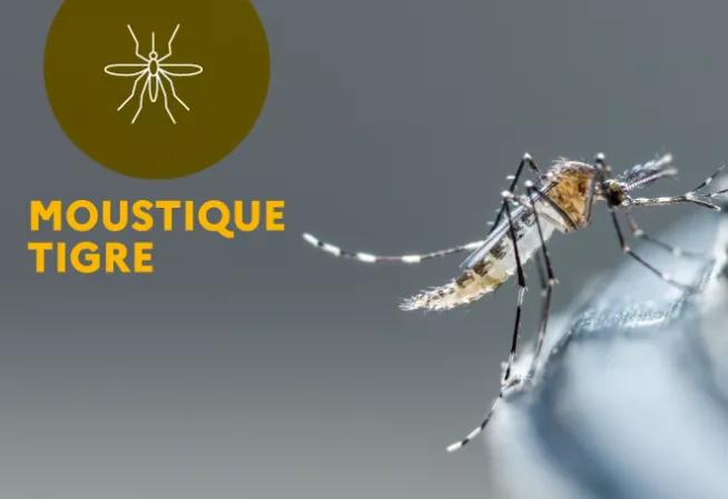 Moustique tigre