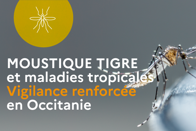 Moustique tigre. Vigilance renforcée en Occitanie