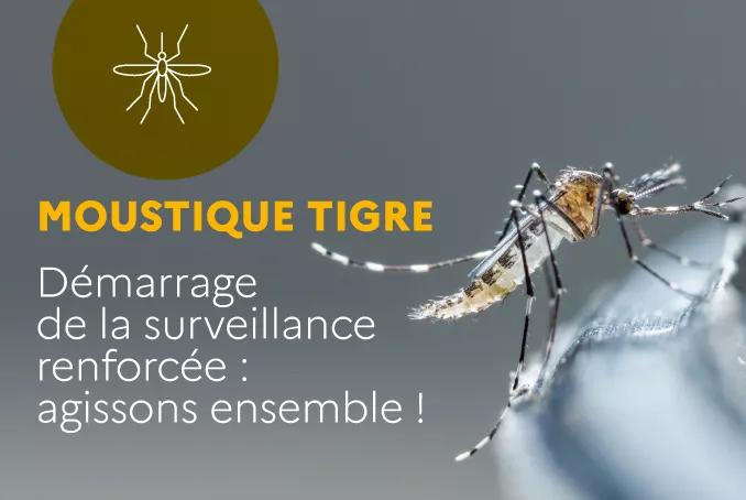 Moustique tigre Démarrage de la surveillance renforcée : agissons ensemble !